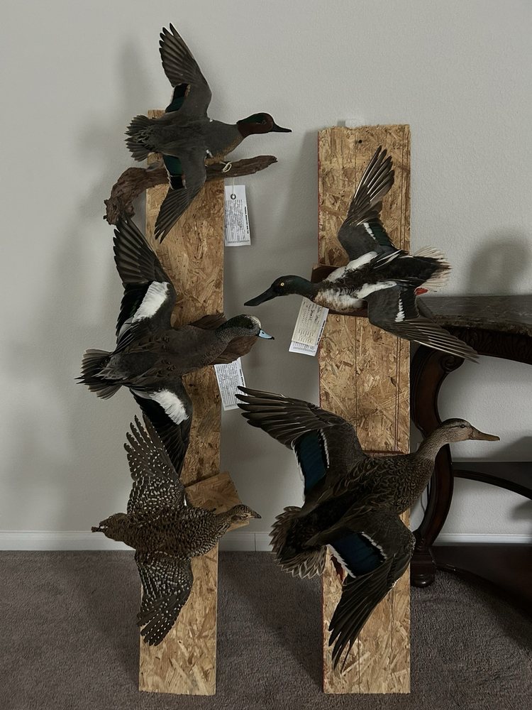 Igor's Taxidermy - taxidermy in Kyle, TX