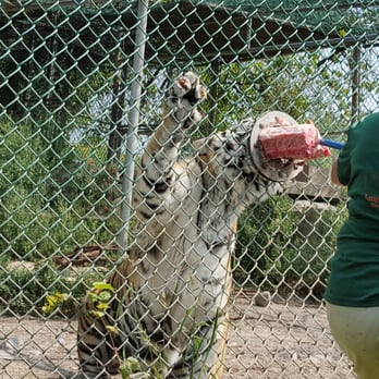Jungle Cat World Wildlife Park - Feeding the siberian tiger - Zoos Near Me - Orono, Ontario Jungle Cat World Wildlife Park - Feeding the siberian tiger - Zoos Near Me - Orono, Ontario