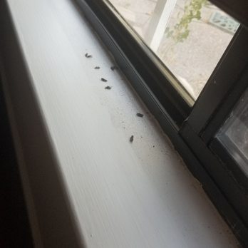 Melanin Maids - Window seal with dead flies left behind. - Home Cleaning Near Me Melanin Maids - Window seal with dead flies left behind. - Home Cleaning Near Me