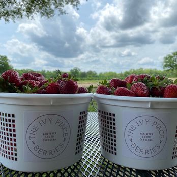 The Ivy Place- Berry Farm - Strawberries - Pick Your Own Farms Near Me - Lancaster, South Carolina The Ivy Place- Berry Farm - Strawberries - Pick Your Own Farms Near Me - Lancaster, South Carolina