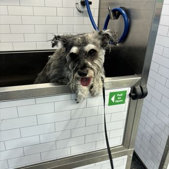 Pet Supplies Plus Phoenix - Moon Valley - DRACO GETTING HIS BATH !! 33 - Pet Stores Near Me - Phoenix, Arizona Pet Supplies Plus Phoenix - Moon Valley - DRACO GETTING HIS BATH !! 33 - Pet Stores Near Me - Phoenix, Arizona