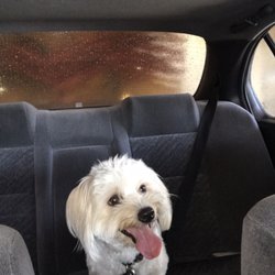 Arco Am/pm - Jedi enjoying the car wash experience!
