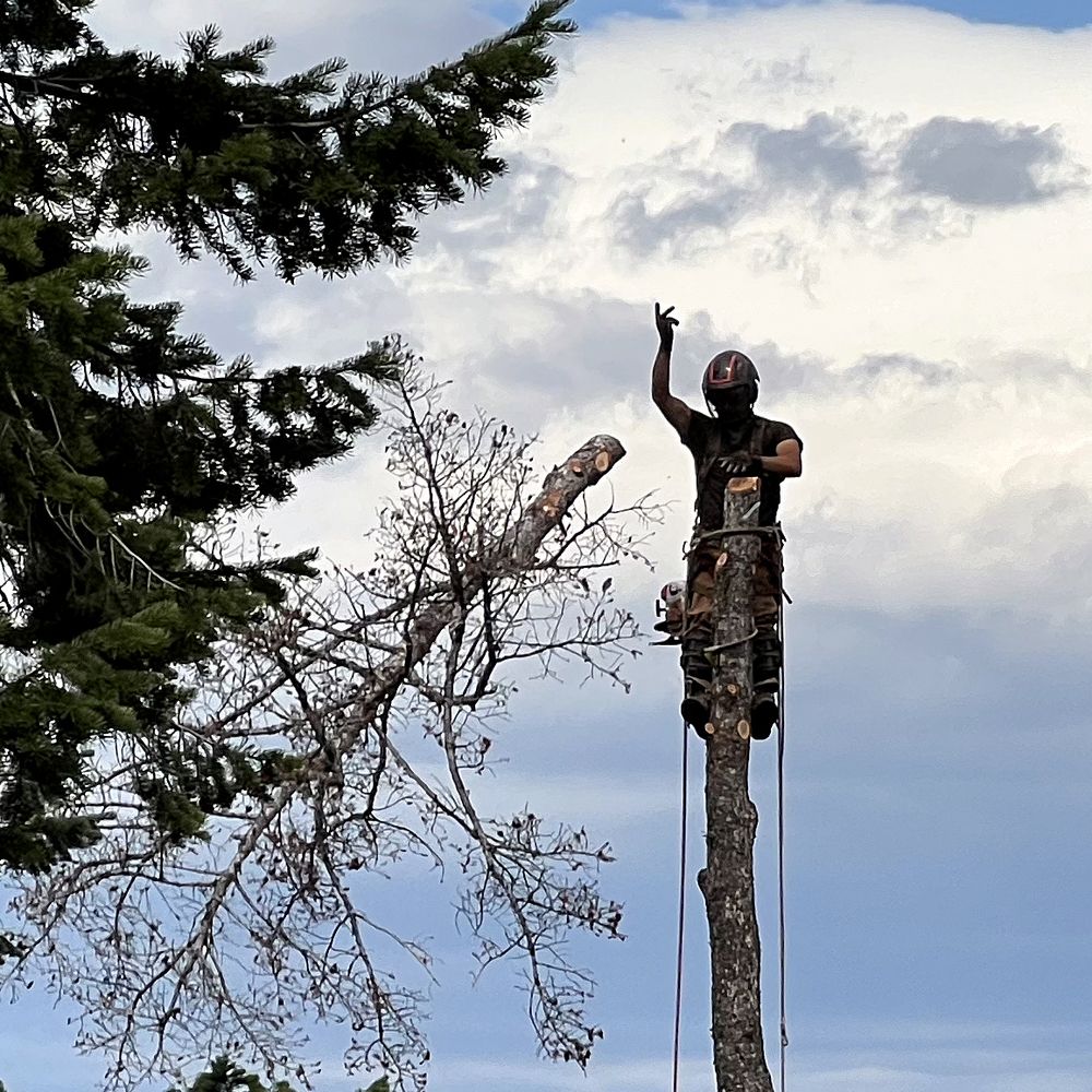 Platinum Tree Services - tree service in Ronan, MT