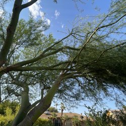 No Bull Trees - Wind damage July 2024.