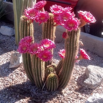 Yuma Homeopathy - Naturopathic/Holistic Near Me - Yuma, Arizona Yuma Homeopathy - Naturopathic/Holistic Near Me - Yuma, Arizona