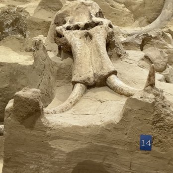 The Mammoth Site - Napoleon mammoth skull - Museums Near Me - Hot Springs, South Dakota The Mammoth Site - Napoleon mammoth skull - Museums Near Me - Hot Springs, South Dakota