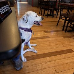 Mac's Downtown - Dog friendly!