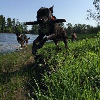 Oregon Tails - Dog Walkers Near Me Oregon Tails - Dog Walkers Near Me