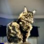 Photo of House of Maine Coons