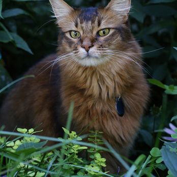 Crystal Wiggins Photography - Ramses the Great - Pet Photography Near Me Crystal Wiggins Photography - Ramses the Great - Pet Photography Near Me
