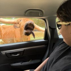 Cherokee Trace Drive Thru Safari