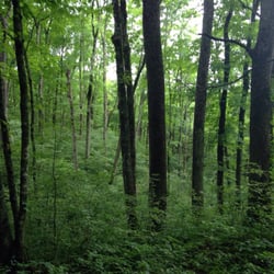 Woods