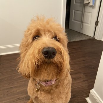 Petco - Her face was very choppy and crooked. It looks like she's tilting her head in the picture bc of the cut - Pet Stores Near Me - Statesboro, Georgia Petco - Her face was very choppy and crooked. It looks like she's tilting her head in the picture bc of the cut - Pet Stores Near Me - Statesboro, Georgia