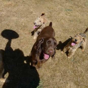 Academy Of Canine Behavior - Pet Training Near Me - Bothell, Washington