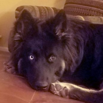 Grooming by Darcy - Pet Groomers Near Me - Las Vegas, Nevada