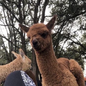 LunaSea Alpaca Farm - Yoga buddy - Attraction Farms Near Me - Clermont, Florida LunaSea Alpaca Farm - Yoga buddy - Attraction Farms Near Me - Clermont, Florida