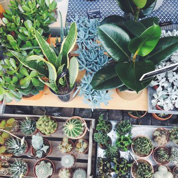 Bast - Planter og kaktusser udenfor - Home Decor Near Me - København