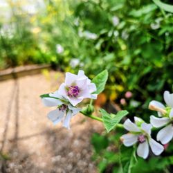 Stan Hywet Hall & Gardens