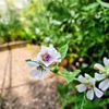 Stan Hywet Hall & Gardens gift card