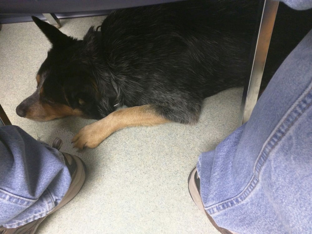 KANSAS AVENUE VETERINARY CLINIC Updated May 2024 824 N Kansas Ave