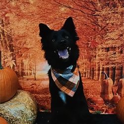 Fetch Social Club - My fur baby Taeja looking stylish in the holiday photos taken at Fetch