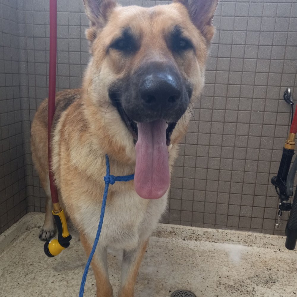 Who's a good boy?!! Can't stand spraying water but loves some veal treats! Who's a good boy?!! Can't stand spraying water but loves some veal treats!