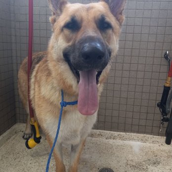 Pet Food Express - Who's a good boy?!! Can't stand spraying water but loves some veal treats! - Pet Stores Near Me - Thousand Oaks, California Pet Food Express - Who's a good boy?!! Can't stand spraying water but loves some veal treats! - Pet Stores Near Me - Thousand Oaks, California