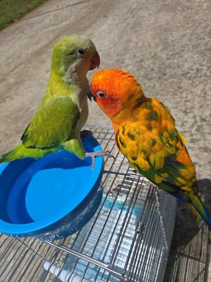 BIRDMAN'S PARROTS by null