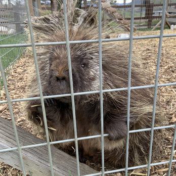 Yellowstone Wildlife Sanctuary - Again, who knew porcupines could be so cute!!! - Zoos Near Me - Red Lodge, Montana Yellowstone Wildlife Sanctuary - Again, who knew porcupines could be so cute!!! - Zoos Near Me - Red Lodge, Montana