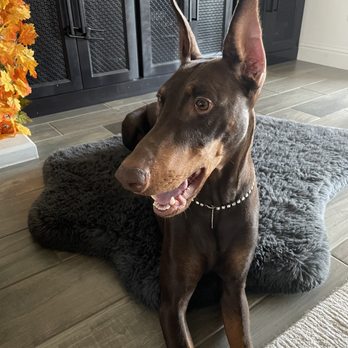 Britt's Bed and Barkfest - Baby - Pet Boarding Near Me