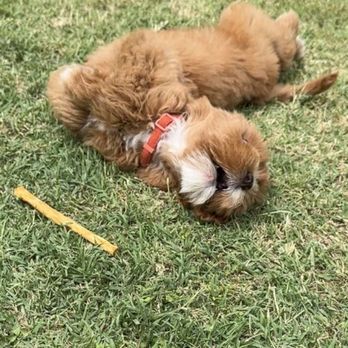 OC Paws Dog Training - Happy puppy! - Pet Training Near Me OC Paws Dog Training - Happy puppy! - Pet Training Near Me
