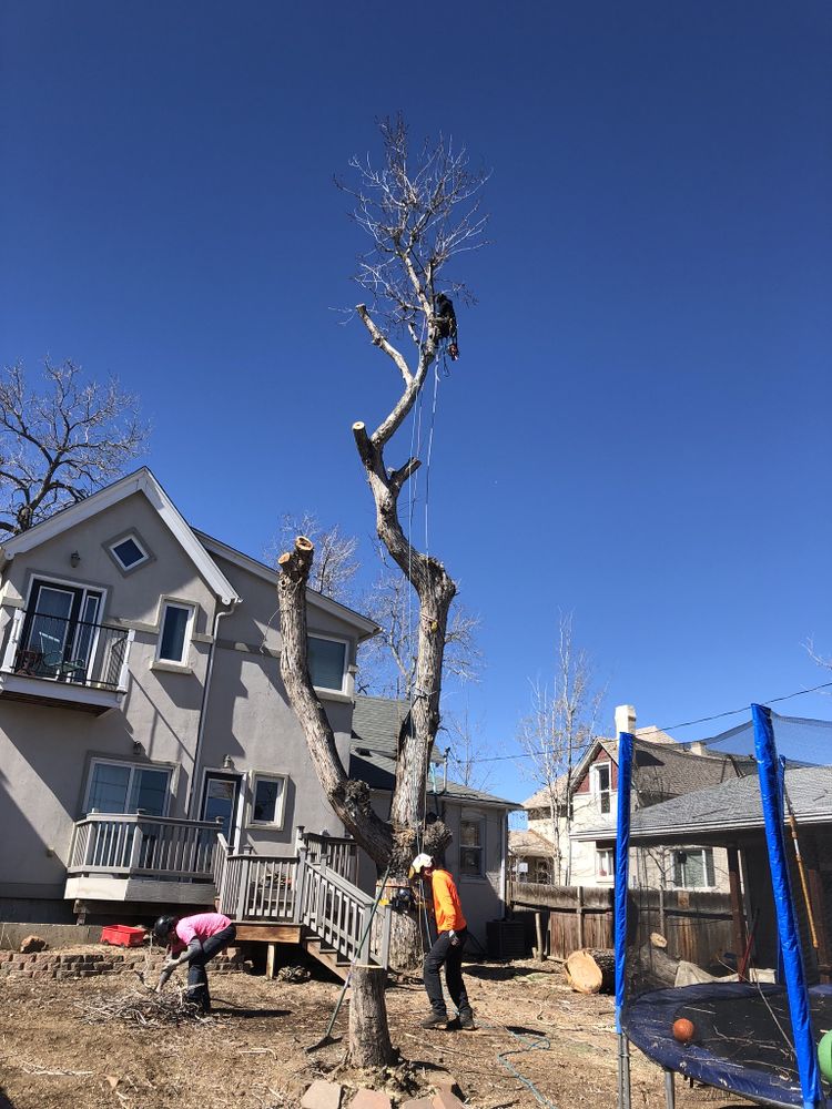 Maloney Tree Care - tree service in Denver, CO