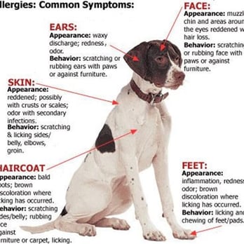 Metropet Veterinary Clinic - Pet Allergies are treated at MetroPet Vet Clinic, full service Animal Hospital in Berea Ohio - Veterinarians Near Me - Berea, Ohio Metropet Veterinary Clinic - Pet Allergies are treated at MetroPet Vet Clinic, full service Animal Hospital in Berea Ohio - Veterinarians Near Me - Berea, Ohio