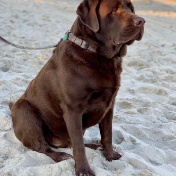 Ark Angels Labradors - Buck Smith 4 Years Old!! Incredible dog, loyal, loving dog!! - Pet Adoption Near Me - Jackson Township, New Jersey Ark Angels Labradors - Buck Smith 4 Years Old!! Incredible dog, loyal, loving dog!! - Pet Adoption Near Me - Jackson Township, New Jersey