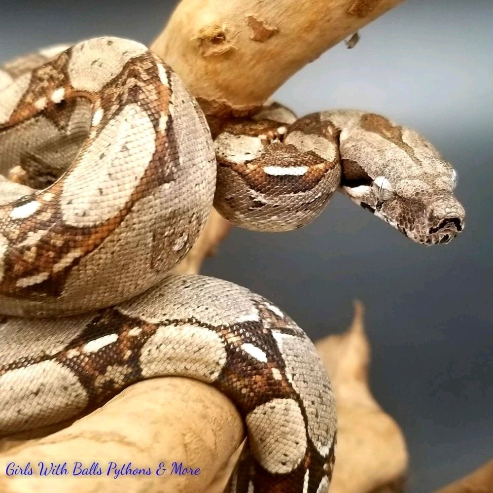 Reptiles Etc Image