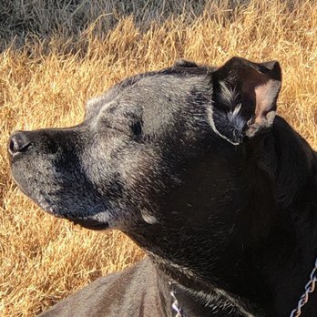 All About Restful Pets - Pet Hospice Near Me