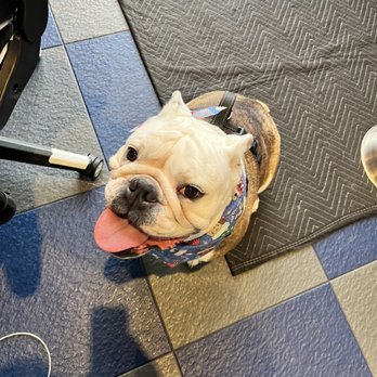 Wet Nose Grooming - Happy Winston - Pet Groomers Near Me