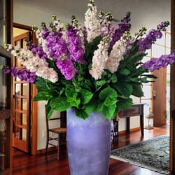 Vida Flores