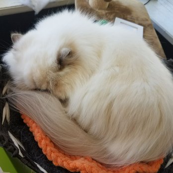 Smitten Kitten - Walter? - Pet Groomers Near Me - Des Moines, Iowa Smitten Kitten - Walter? - Pet Groomers Near Me - Des Moines, Iowa