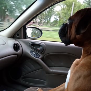 Niffy Boy's Barn - Azlyn (aka) Niffy Boy!! He's my Shotgun Ride or Die - Pet Boarding Near Me Niffy Boy's Barn - Azlyn (aka) Niffy Boy!! He's my Shotgun Ride or Die - Pet Boarding Near Me