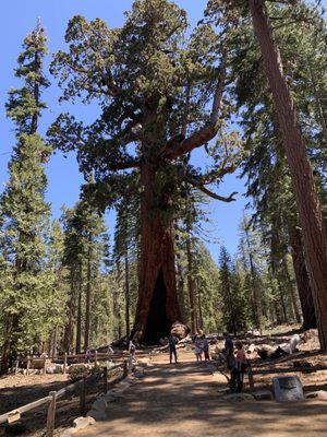 Mariposa Grove by null