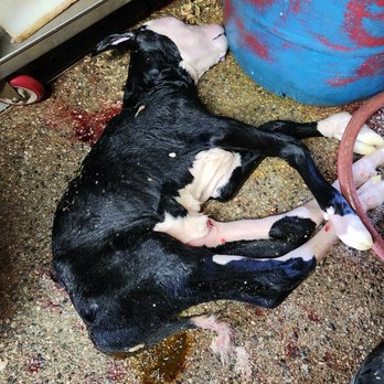 Corona Cattle - Calf for veal - Butcher Near Me - Corona, California