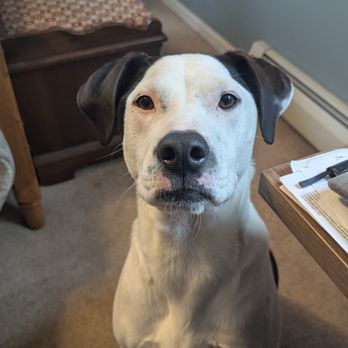 Take Five Dogcare - Pet Sitting Near Me - Lee, New Hampshire