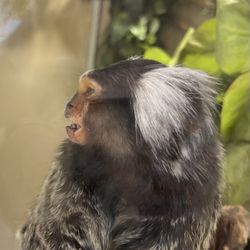 Alameda Park Zoo