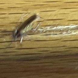 Cockroach!!!! Cockroach!!!!
