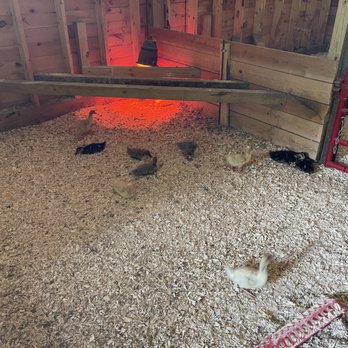 June Farms - Ducklings - Pizza Near Me - West Sand Lake, New York June Farms - Ducklings - Pizza Near Me - West Sand Lake, New York