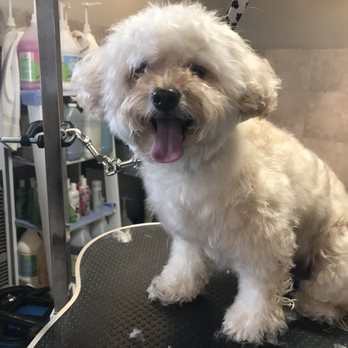 Mindys ShamPooches - Before/Buddy - Pet Groomers Near Me - Painted Post, New York Mindys ShamPooches - Before/Buddy - Pet Groomers Near Me - Painted Post, New York