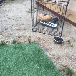 Our Wyandotte and Buffington feeding in their " dining room ".  I'm very glad to have these backyard helpers for my garden.