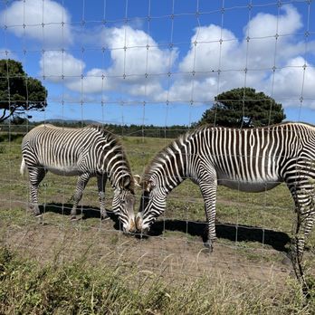 B Bryan Preserve - Grevy zebra - Tours Near Me - Point Arena, California B Bryan Preserve - Grevy zebra - Tours Near Me - Point Arena, California