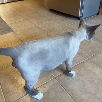 Amazing Pet Grooming - AFTER - Pet Groomers Near Me - Milton, Ontario Amazing Pet Grooming - AFTER - Pet Groomers Near Me - Milton, Ontario